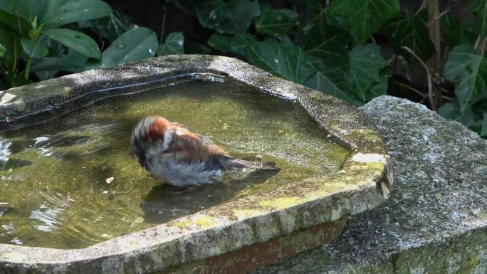 可爱的小麻雀实拍麻雀在水池中洗澡麻雀戏水