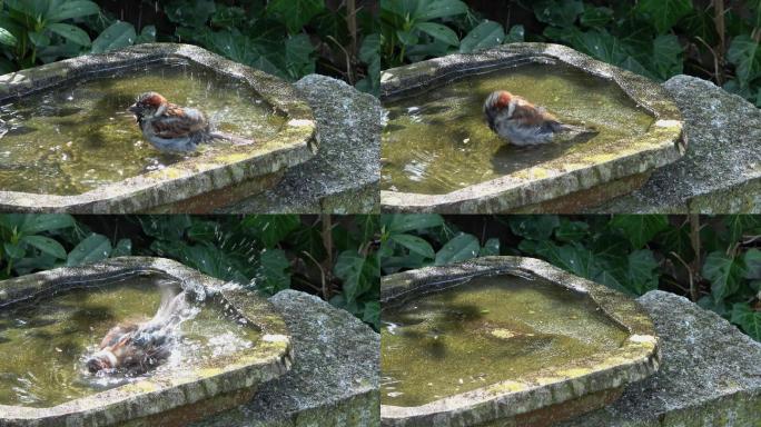可爱的小麻雀实拍麻雀在水池中洗澡麻雀戏水