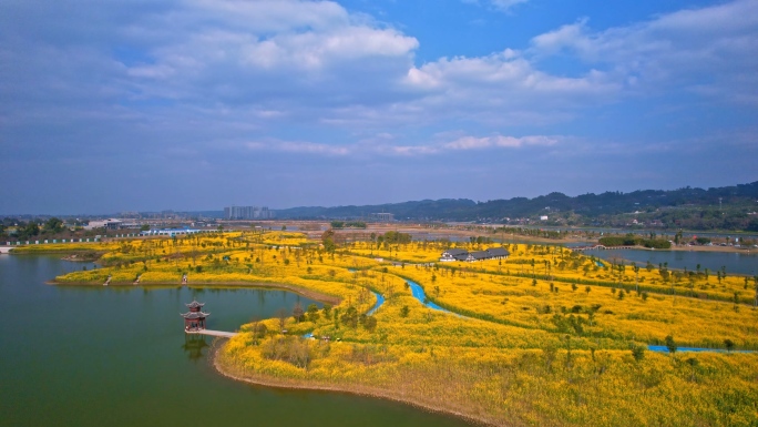 湿地公园的油菜花地