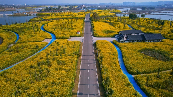 湿地公园的油菜花地