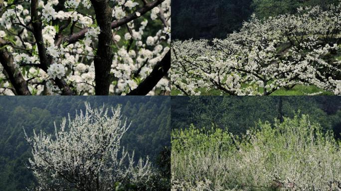 春回大地 春色满园 山花烂漫