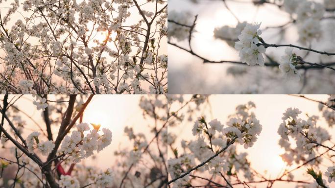 8K日落时分的樱花自然风光合集