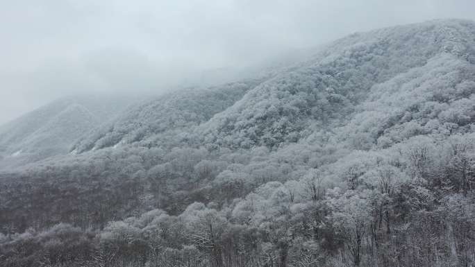 航拍湖北神农架冬季冬天阳光冰雪雪松雪景