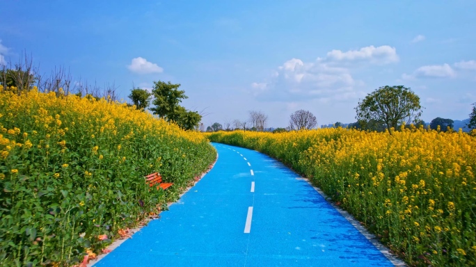 湿地公园的观光步道和油菜花地