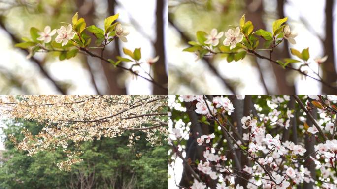 樱花蜜蜂采蜜