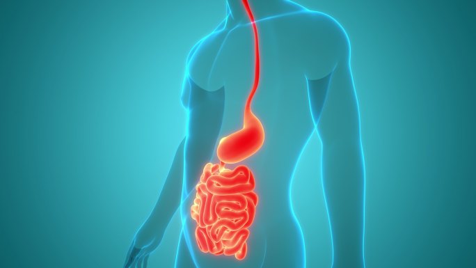 人体消化系统胃与小肠解剖的三维动画