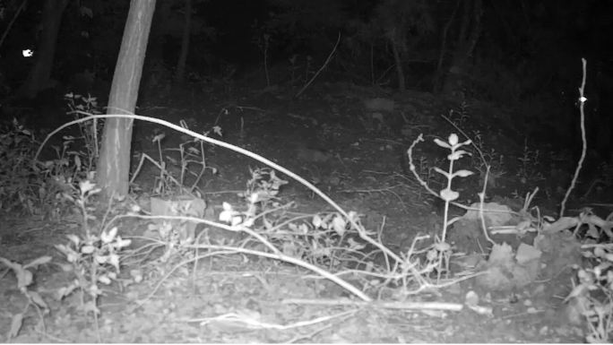 凌晨黑夜的两只黄鼠狼 红外相机 自然动物