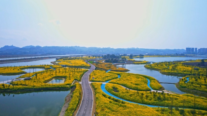 湿地公园成片的油菜花地