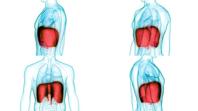 人体呼吸系统膈肌解剖动画概念