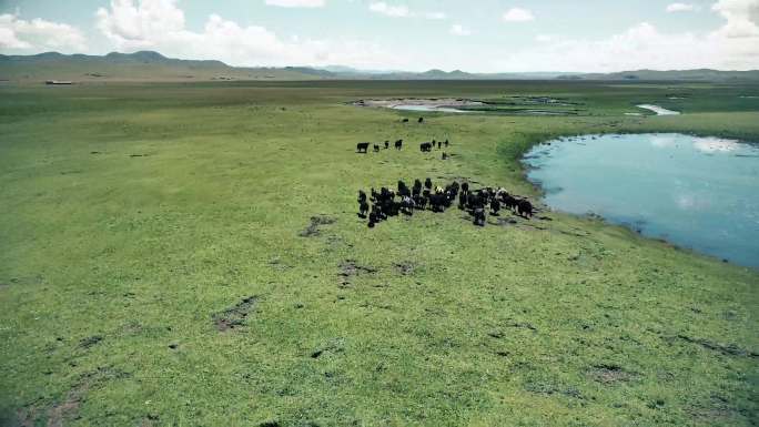 西藏 牦牛奔跑 草原