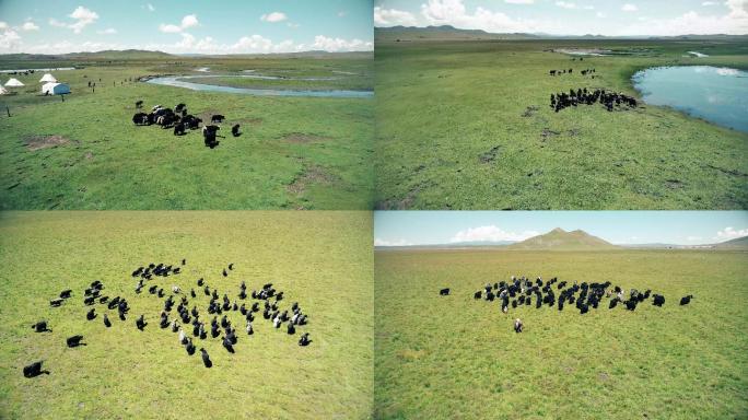 西藏 牦牛奔跑 草原