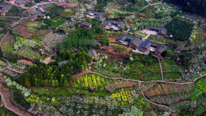 山野春花 花满山村 山花 山村里的春天