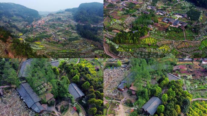 山野春花 花满山村 山花 山村里的春天