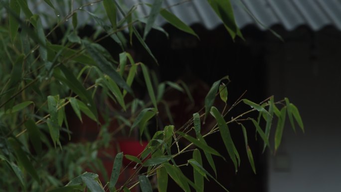 雨中竹子