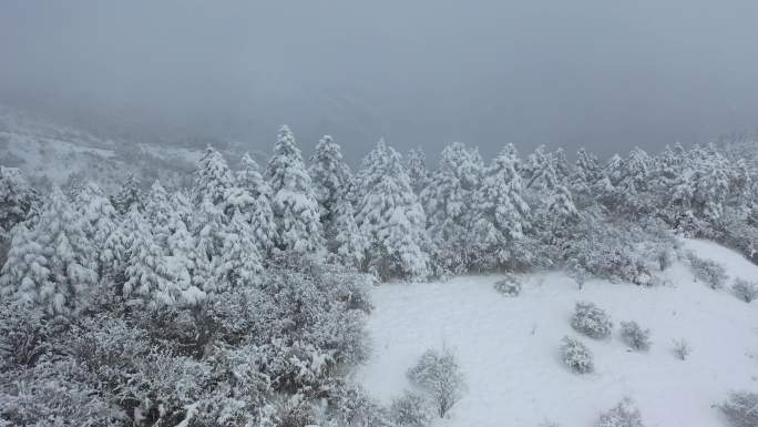 航拍湖北神农架冬季冬天阳光冰雪雪松雪景