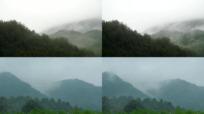 森林竹海云雾4k