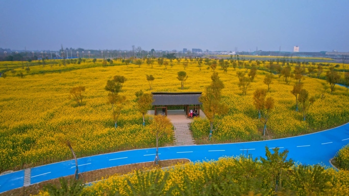 油菜地里的休憩凉亭