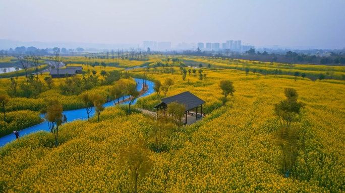 油菜地里的休憩凉亭