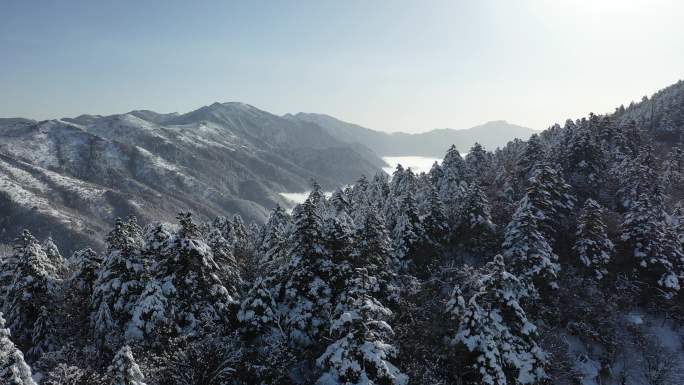 航拍湖北神农架冬季冬天阳光冰雪雪松雪景