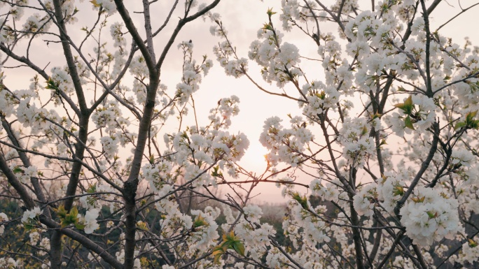 8K夕阳下的白色樱花树特写
