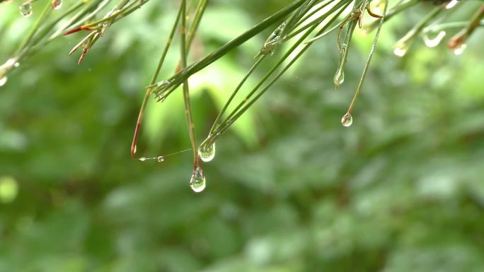 雨中树枝