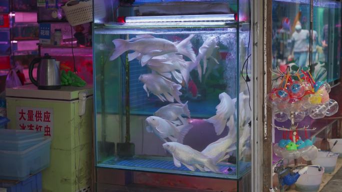 市场的鱼缸里养殖的银白色凤尾锦鲤
