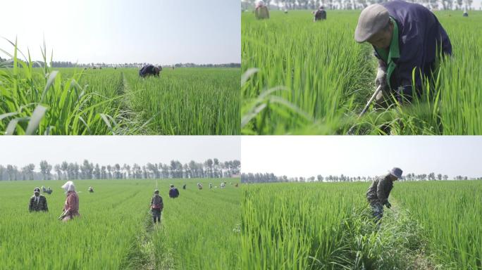 水稻除草 人工除草