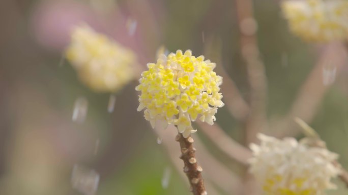 结香花