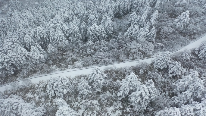 航拍湖北神农架冬季冬天阳光冰雪雪松雪景