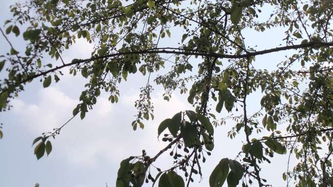 树叶天空 树叶飘动 树木天空 环境