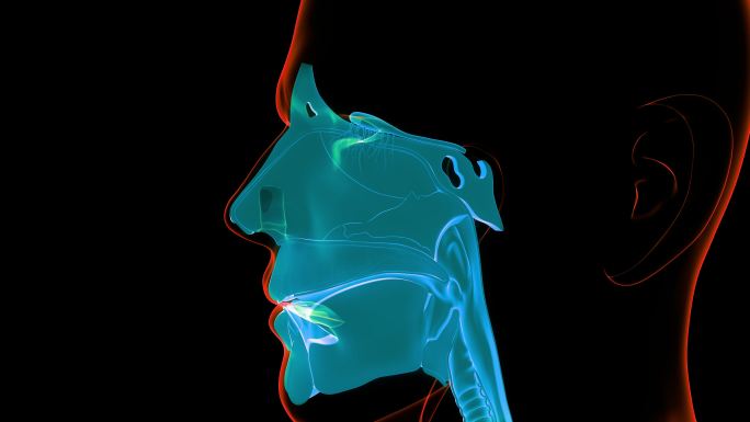 人体呼吸系统三维动画