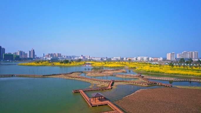 湿地公园油菜花地