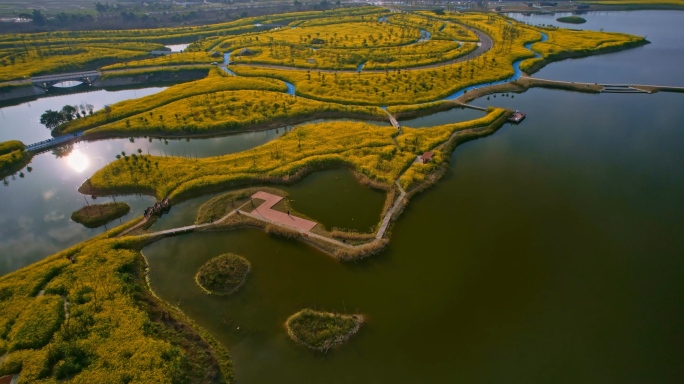 湿地公园成片的油菜花地