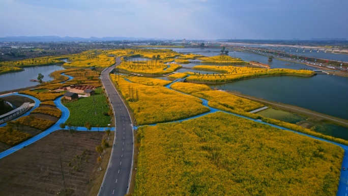 湿地公园成片的油菜花地