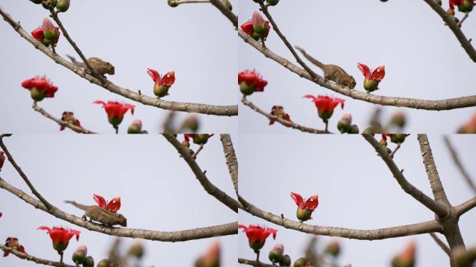 矮花鼠