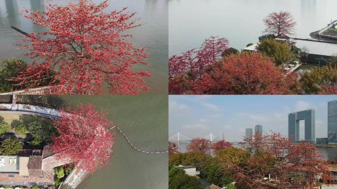 航拍广州沥滘木棉花盛开4K画质