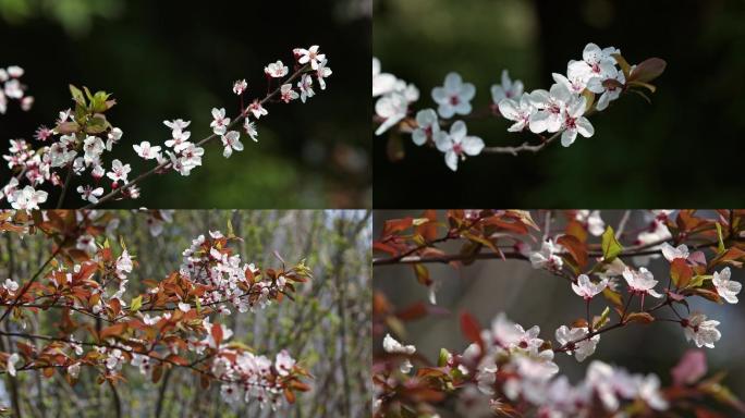 春天紫叶李花开