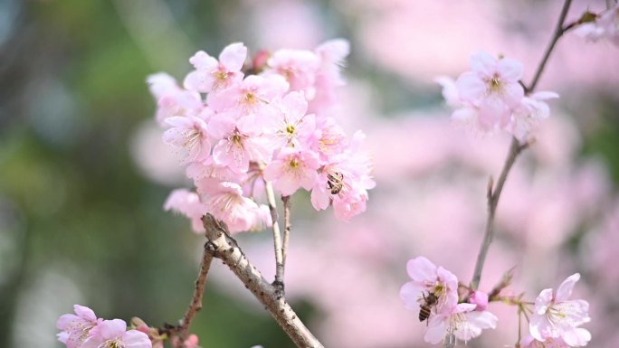 樱花盛开，蜜蜂在花中采蜜，鸟儿在枝头歌唱