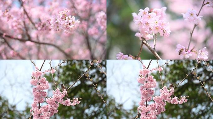 樱花盛开，蜜蜂在花中采蜜，鸟儿在枝头歌唱