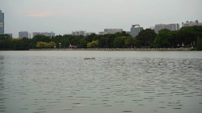 2022广州海珠湖鸭子倒影水边公园