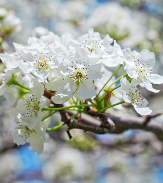 梨花竖屏特写镜头