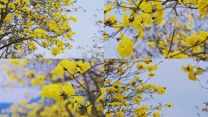 4K盛开的黄花风铃木林