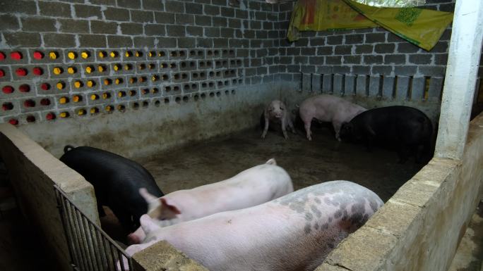 农村农家养猪场