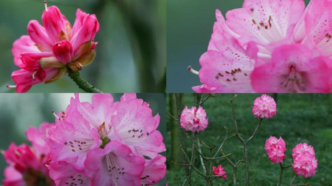 粉红色杜鹃花 粉红色高山杜鹃花  杜鹃花