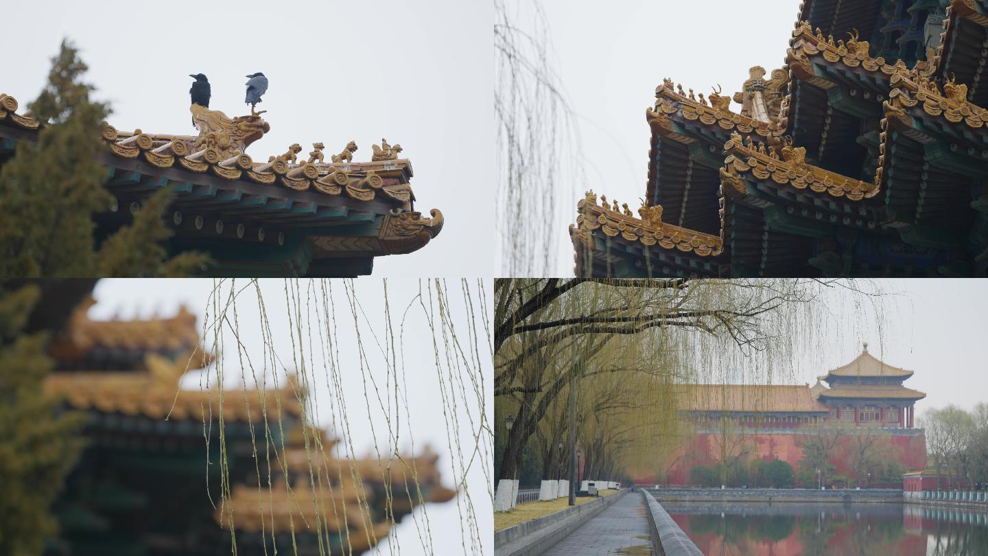 故宫春天柳条 柳枝发芽，屋顶乌鸦空镜头