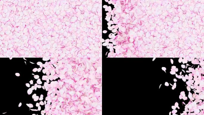 粉色樱花花瓣被吹散带透明通道