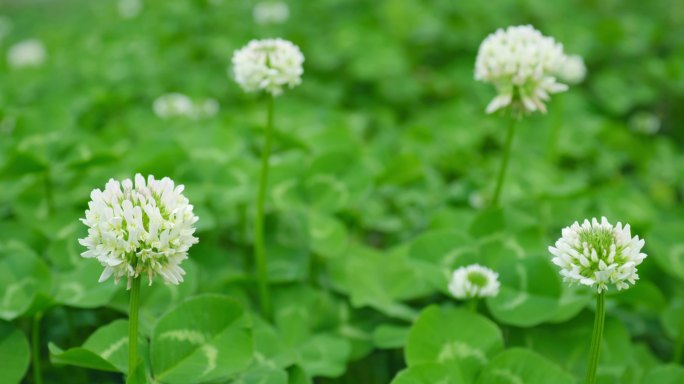 只此青绿 白车轴草 白三叶 白花三叶草