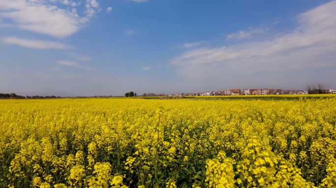 美丽乡村 油菜花 延时