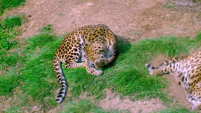 动物园睡午觉的金钱豹