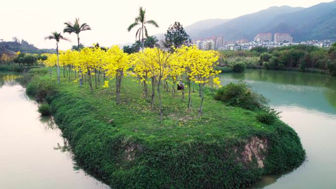 黄花风铃木